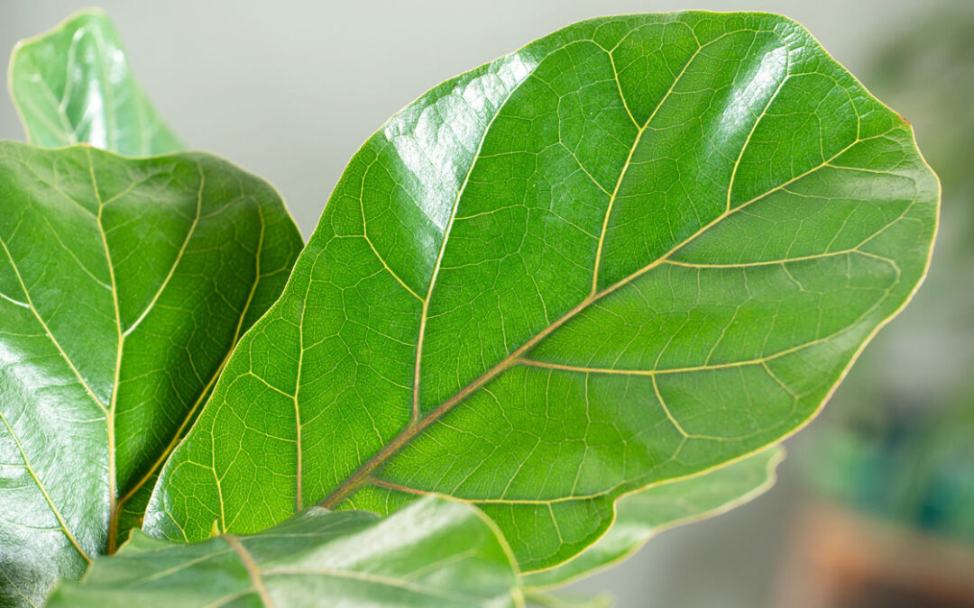 Ficus lyrata o árbol lira, follaje.