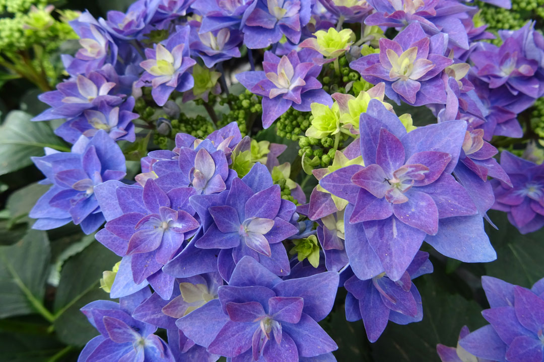 Hortensia azul