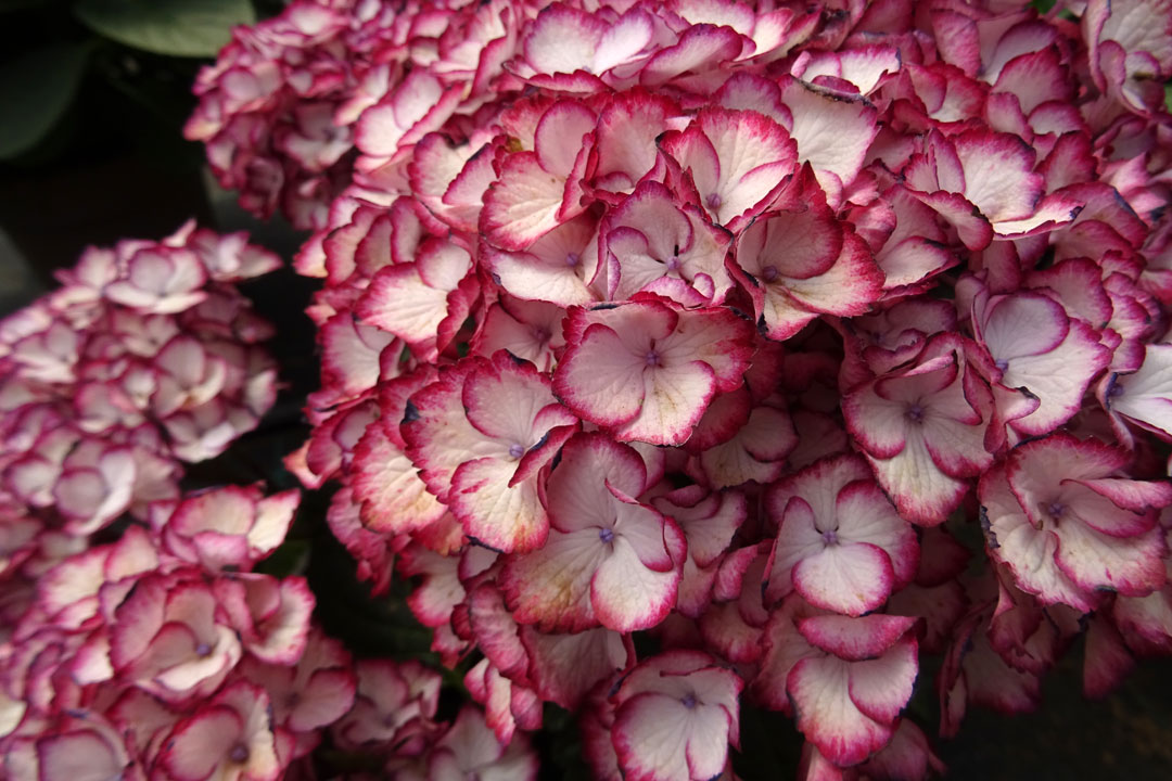 Variedad de Hortensia bicolor