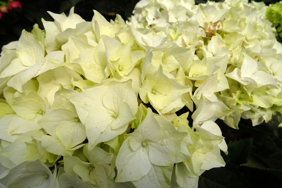 Hortensia blanca