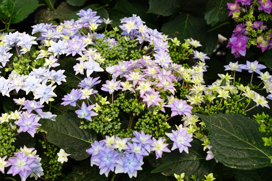 Variedad nueva de Hortensia