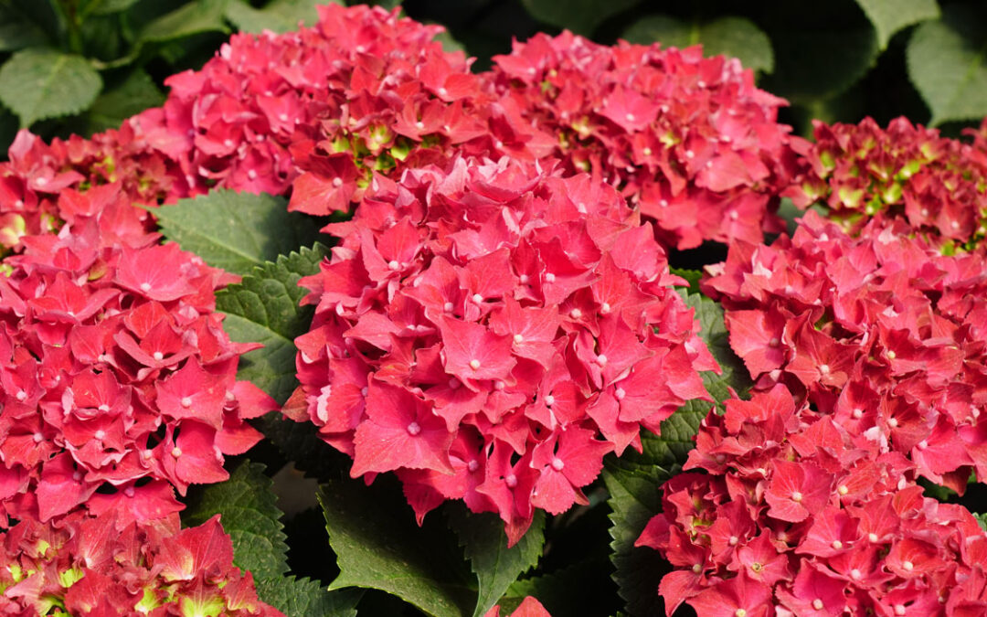 Hortensia roja