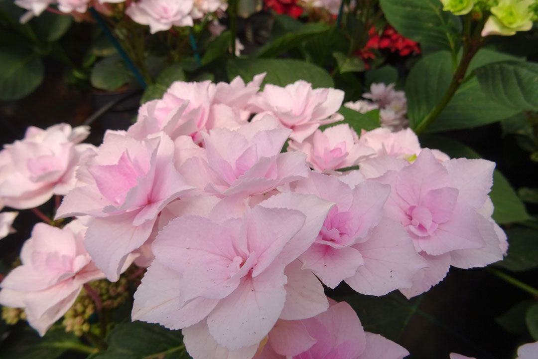 Hortensia rosa