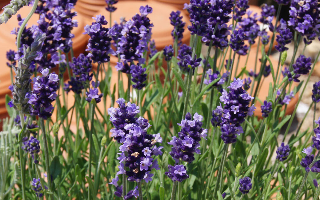 Diferencias entre Salvia y Lavanda | Jardinería TOT en U en Valencia