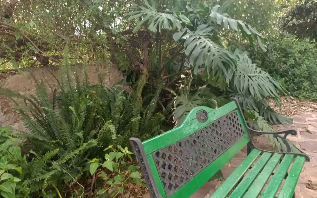 Monstera deliciosa en jardín