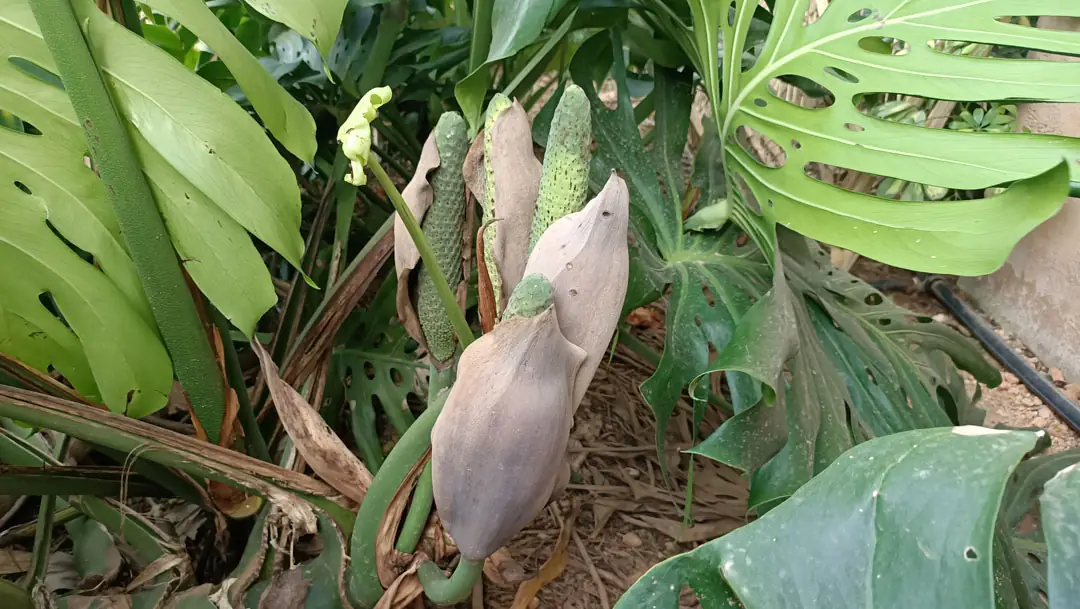 Fruto de Monstera deliciosa
