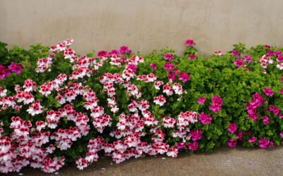 Flores de jardín en primavera