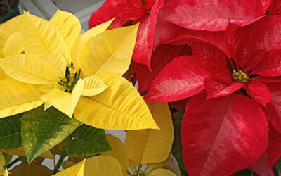 La poinsettia