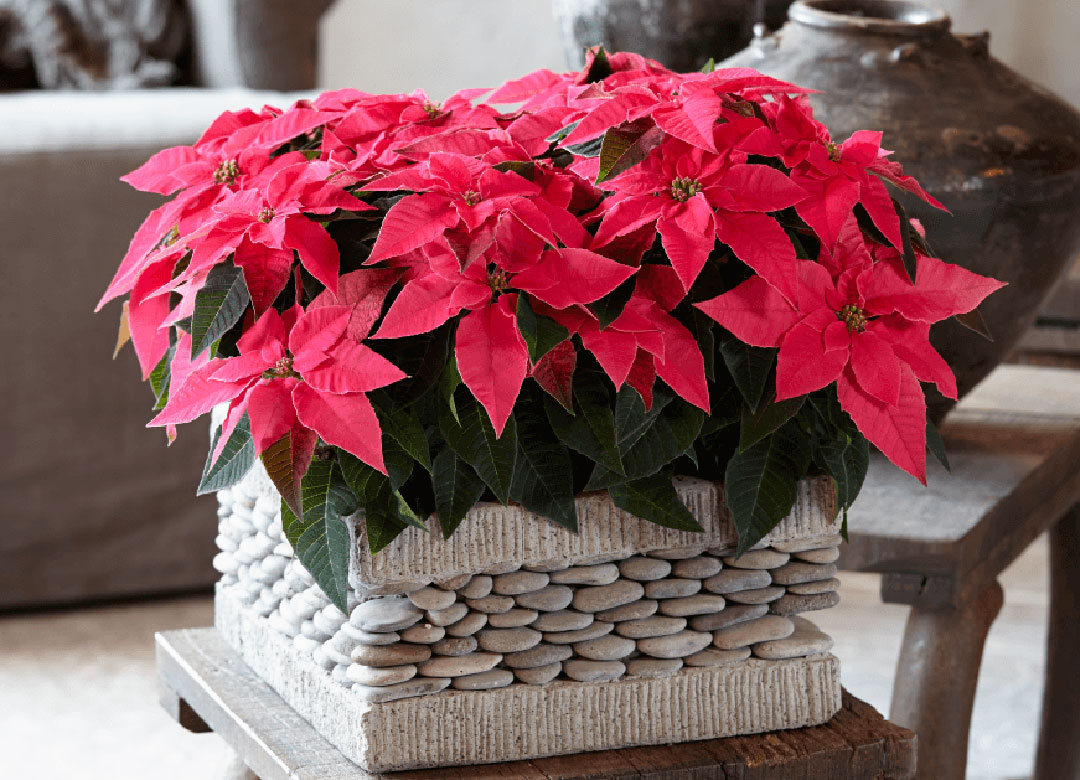 Princettia Dark Pink