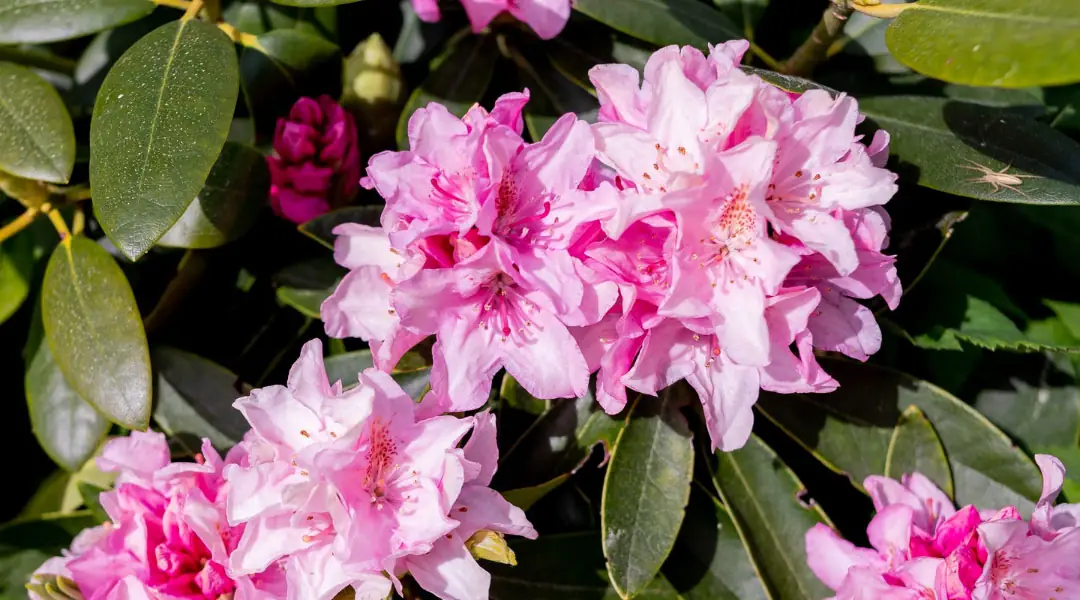 Rododendro rosa en jardín Rododendro rosa en jardín
