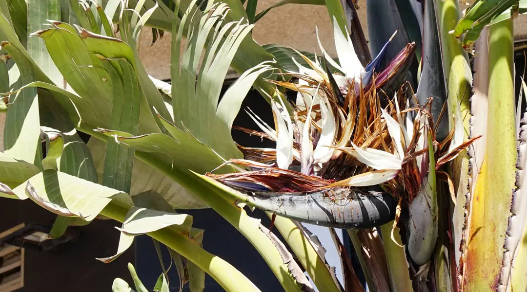 Strelitzia augusta