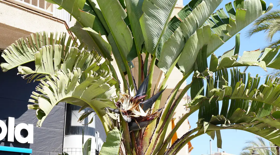 Planta de Strelitzia augusta