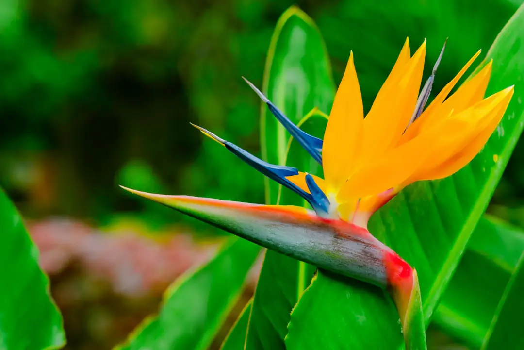 Flor de Strelitzia reginae