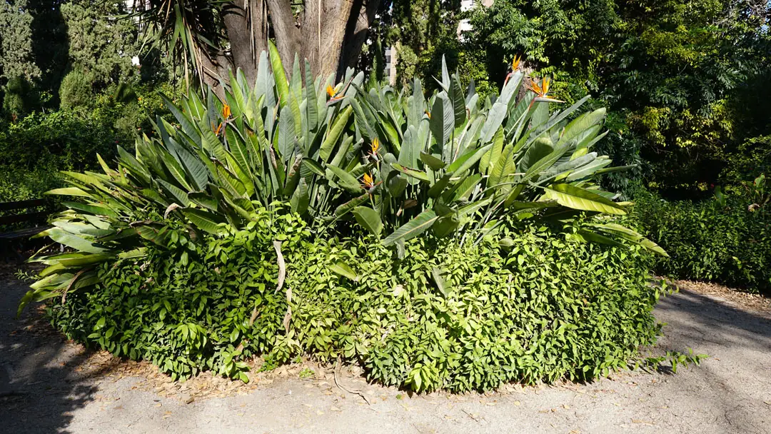 Strelitzia reginae en jardín