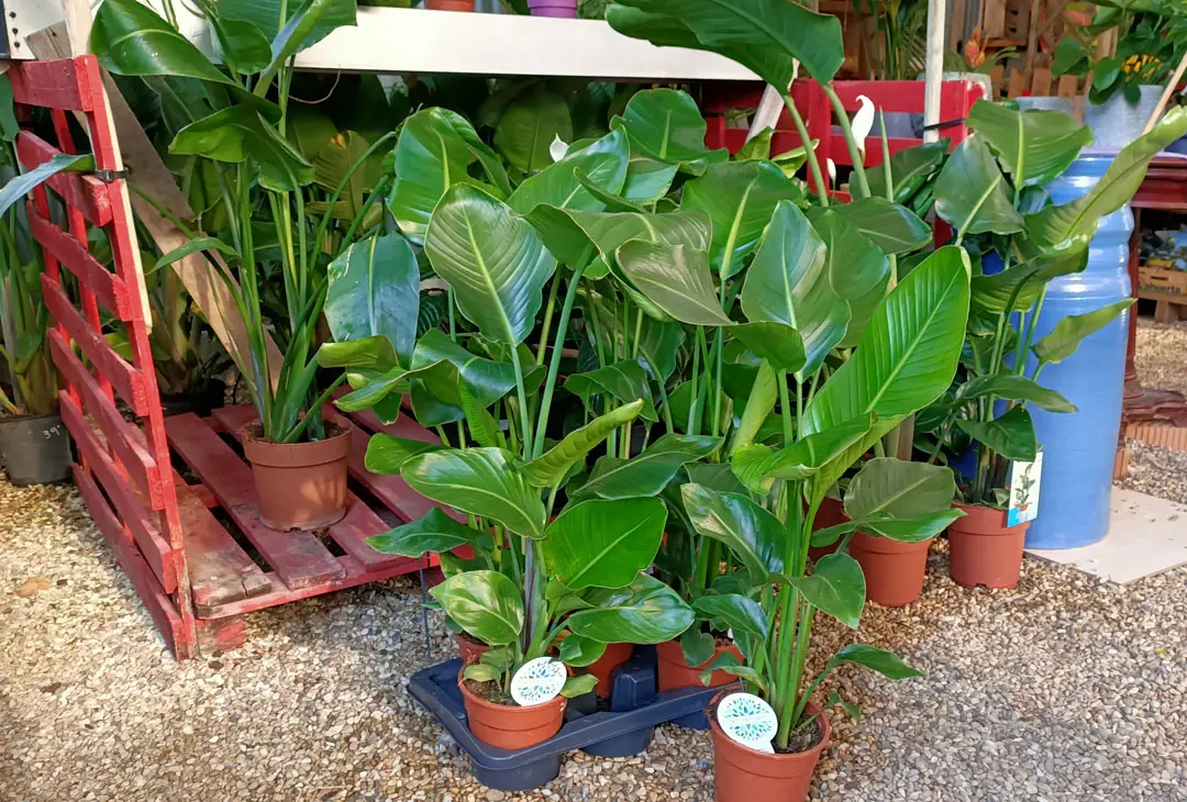 Strelitzias en Tot en Ú