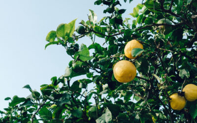El cítrico de Japón Yuzu