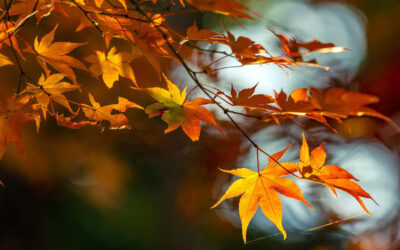 Acer palmatum para tu zona Zen