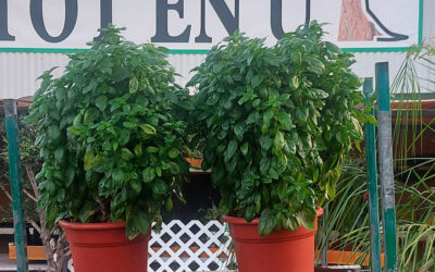 Albahaca