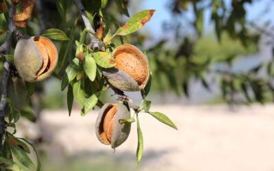 Almendro variedad Guara