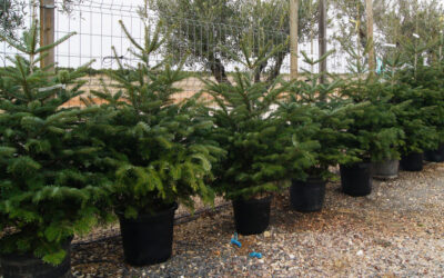 Árboles de Navidad enraizados