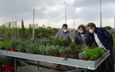 Plantas aromáticas de otoño
