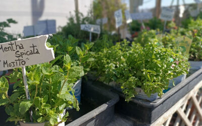 Plantas aromáticas y culinarias