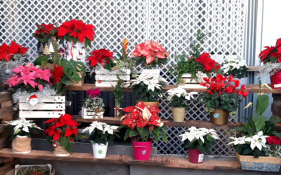 Centros de Navidad con Poinsettias