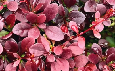 El color de los arbustos de otoño