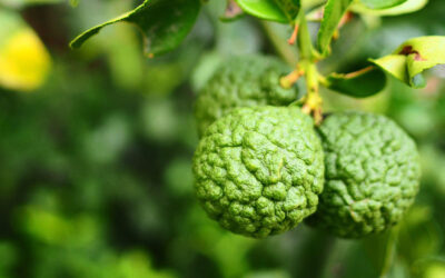 Bergamota – Citrus bergamia