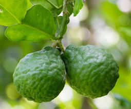 Bergamota (Citrus bergamia)