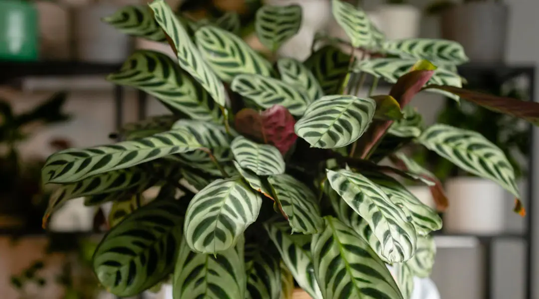 Calathea, planta de interior Calathea, planta de interior