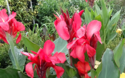 Canna indica