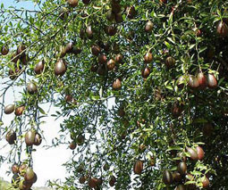 Caviar cítrico (Microcitrus australasica)