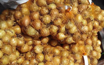 Cultivo de cebolla de bulbo