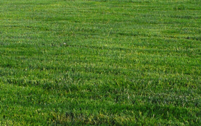 Cómo plantar un césped rápido