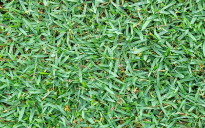 Zoysia mediterránea