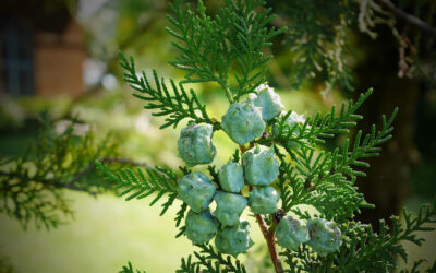 Cupressus sempervirens, el ciprés común
