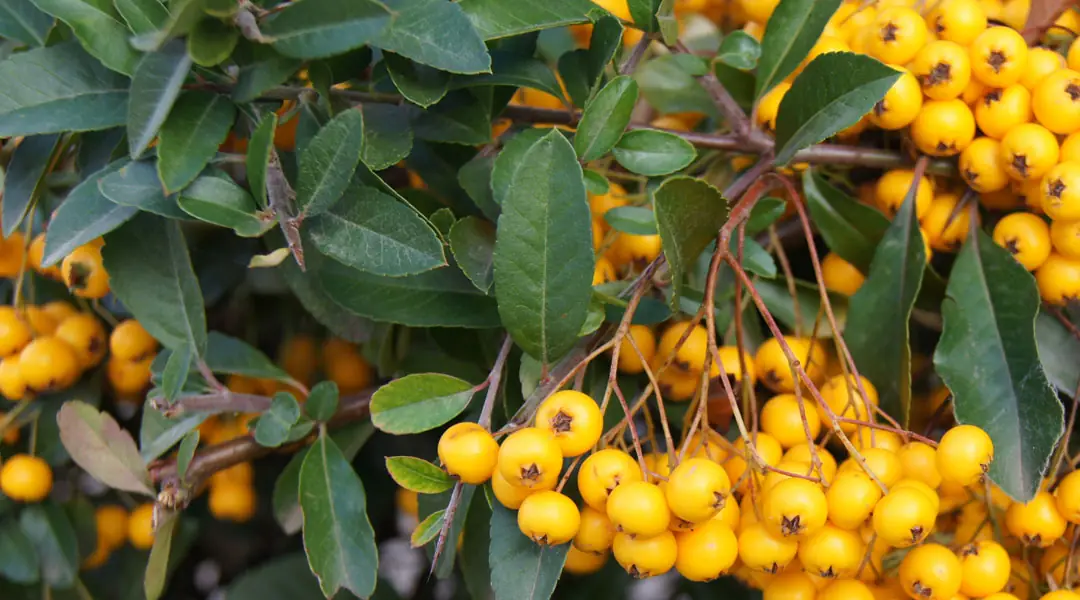 Cotoneaster Cotoneaster