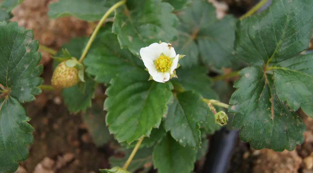 Riego por goteo en cultivo de fresón Riego por goteo en cultivo de fresón