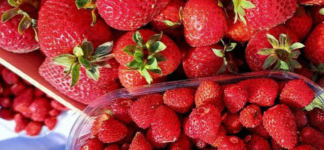 Diferencia entre fresa y fresón Diferencia entre fresa y fresón