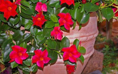 Trepadoras con flores, la Dipladenia