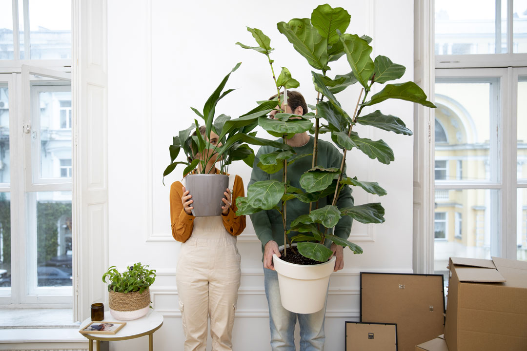 Ficus lyrata decorando un hogar juvenil.