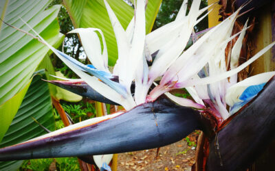 Strelitzia augusta