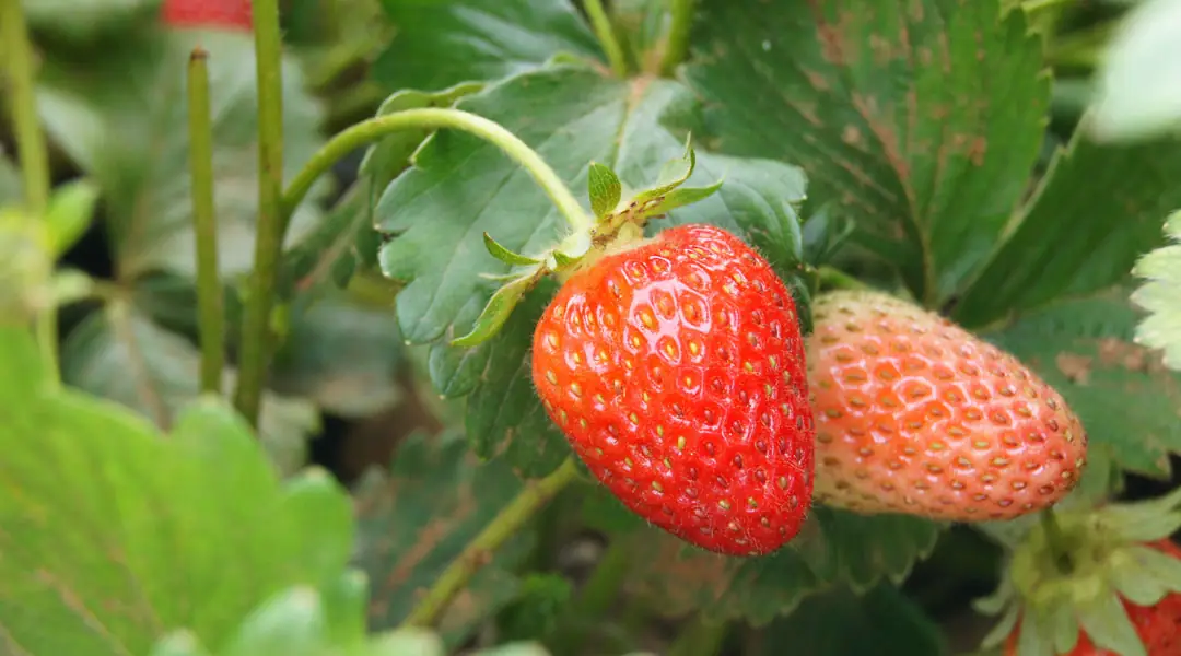 Cultivo de fresón Cultivo de fresón