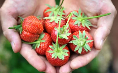 El cultivo de fresas