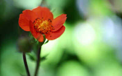 Geum coccineum