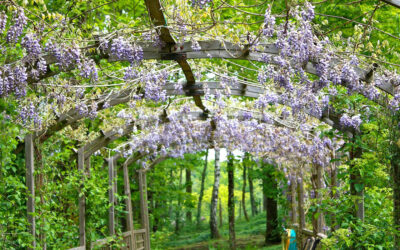 Wisteria sinensis o Glicinia