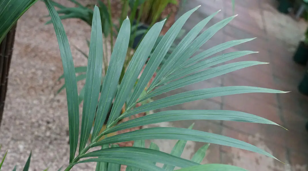 Hoja de Kentia
