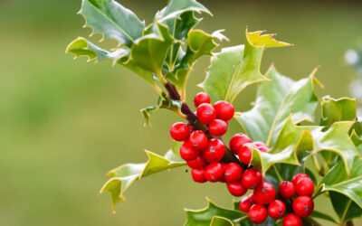 Ilex aquidolium, acebo