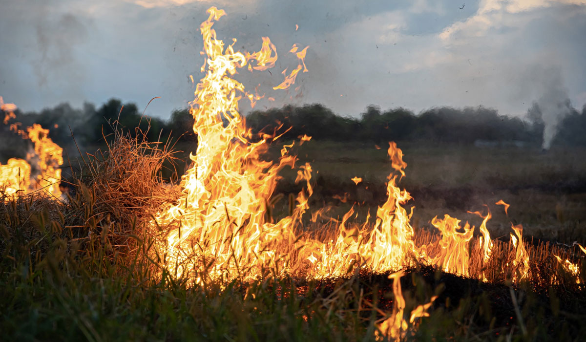 Incendio en parcela